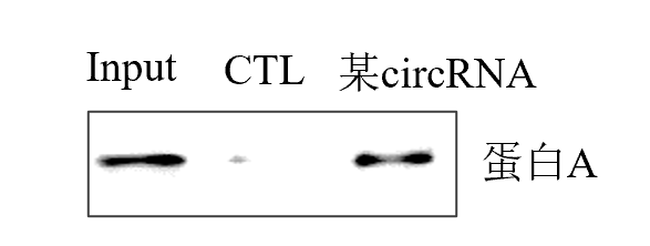 1750230823630698.png RNA pulldown技术.png