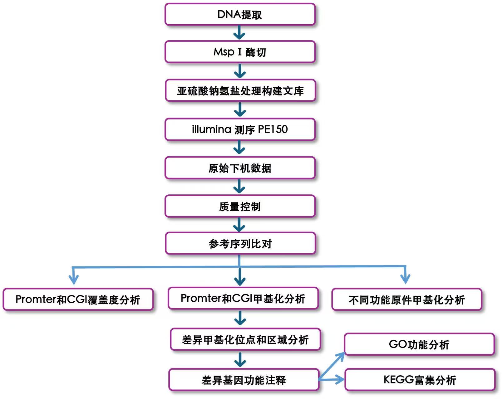 1751418355243053.jpg 简化代表性亚硫酸氢盐测序.jpg