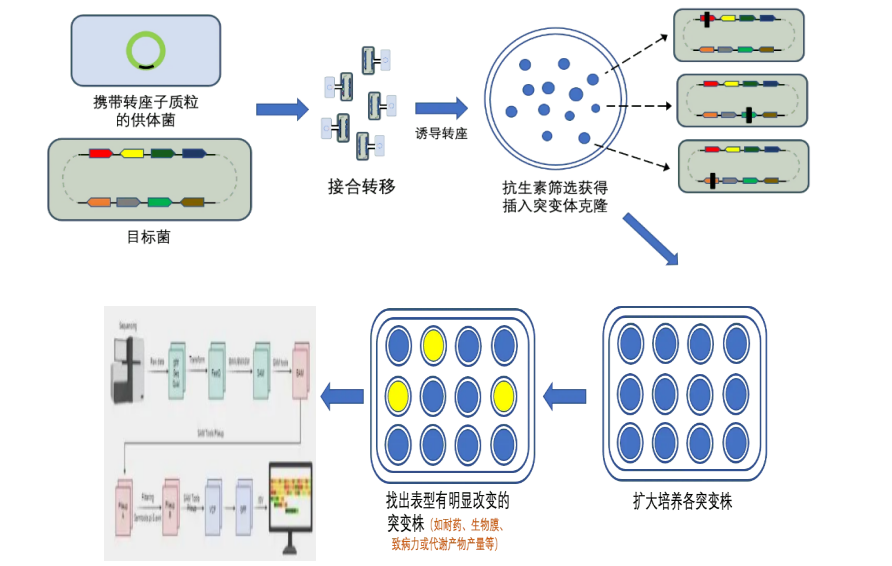 1765267982640697.png Tn5转座子随机插入突变体库高通量测序.png