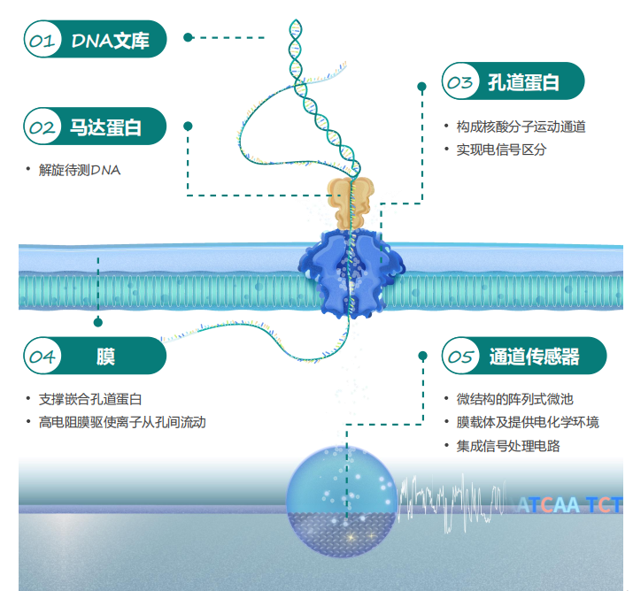 1765268455659009.png 纳米孔直测5mc甲基化技术.png
